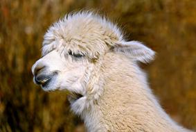 incredibly charming Alpaca Animal Creature