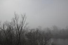 Trees Fog Black And White