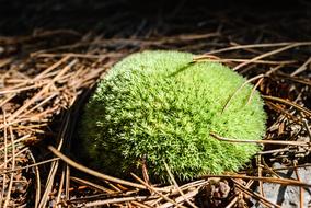 Background Ball green dry grass