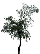 tree silhouette pattern