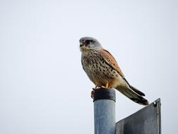 Peregrine Falcon Elbe Bird