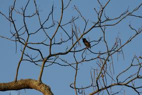 Blackbird Tree Spring