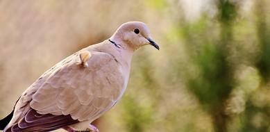 beige dove on a blurred background