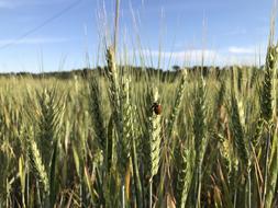 Field Cereal