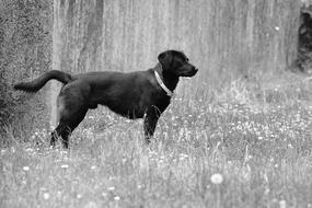 Dog Canine Animal black and white