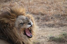 angry Lion South Africa