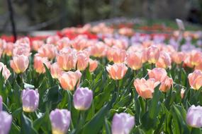 Tulips Sherwood Gardens