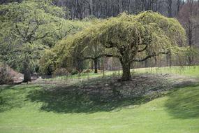 Cherry Tree Sherwood Gardens