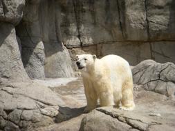 Polar Bear Zoo