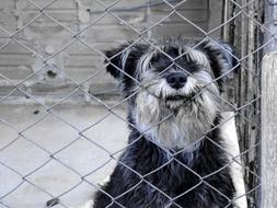 Dog Stuck Animal