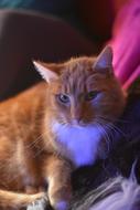 ginger cat snuggled up to the sofa