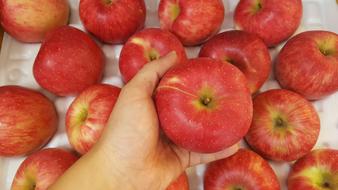 ripe apples harvest in hand