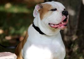 Dog Cute furry
