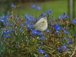 beautiful butterfly on blue flowers