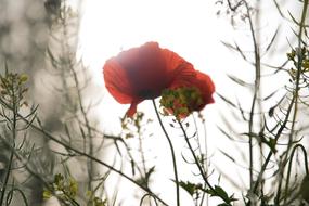 Poppy Spring Field