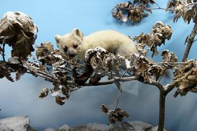 Ferret Wild Animal