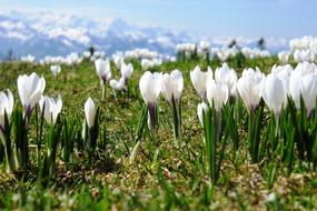 Crocus Spring