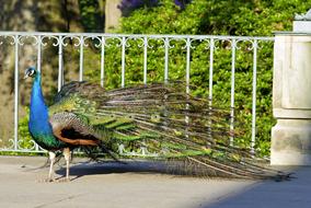 Peacock Tail Eye bird