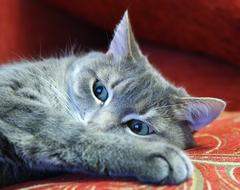 Portrait of the cute, colorful and beautiful, fluffy, laying cat