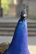 Peacock Head blue