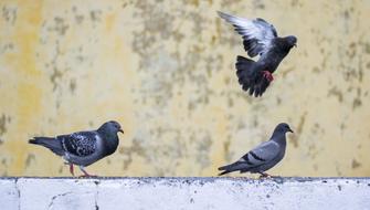 street pigeons on the roof of the house