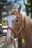 charmingly cute Portrait Horse
