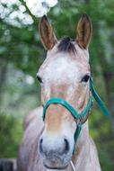 Portrait of Horse head at Summer