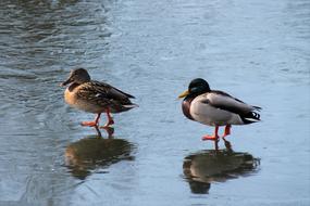 Pair Of Ducks Pond