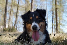 Dog Tongue Animal