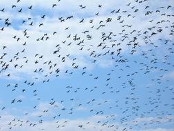 Birds In The Sky