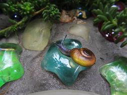 cute snail on a colored stone