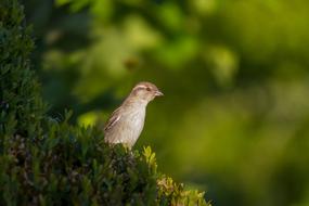 Sperling Sparrow bird green bush