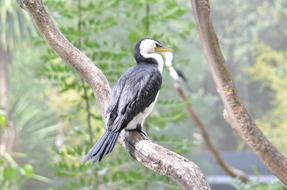 Sea Bird Nature