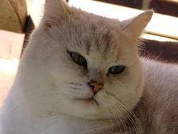 Portrait of the cute, beautiful, colorful and fluffy cat in the shadow