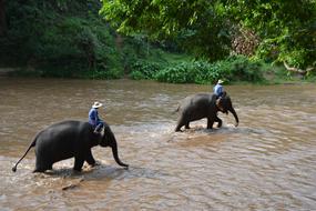 People on the beautiful and cute, dark camp elephants, in the river, among the green trees, in Thailand