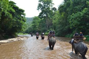 Camp Elephants river Thailand