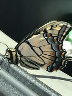 Butterfly wing Close Up