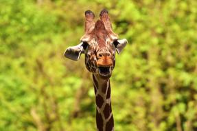 Giraffe Wild Animal Stains Long