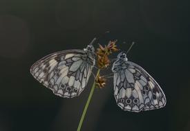 a pair of chess board butterflies sit on a stem