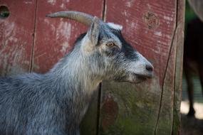 Profile portrait of the cute, colorful and beautiful goat, near the red wooden wall