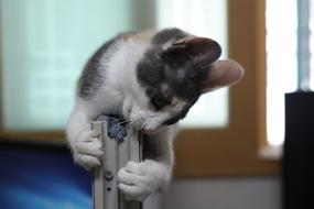 domestic cat in the room in a blurred background