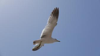 Seagull Sea