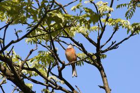 wild little bird chirping on the tree
