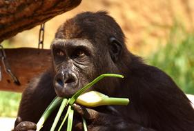 funny gorilla eats grass