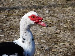 Duck Bird
