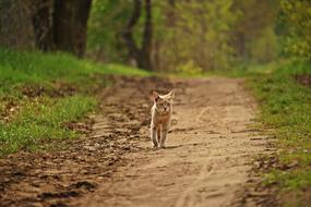 Cat Mackerel Forest road