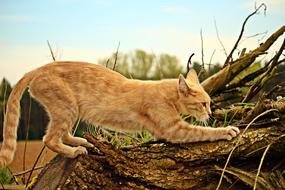 ginger cat sharpens its claws on a tree