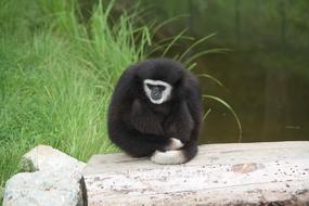 Cute and beautiful, fluffy, black and white animal on the stone, near the green grass, near the water