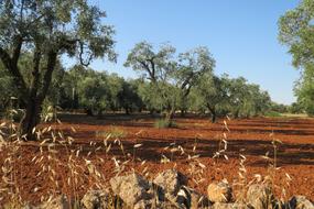 Salento Olive Puglia