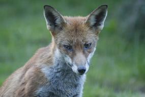 wild skinny fox in the woods